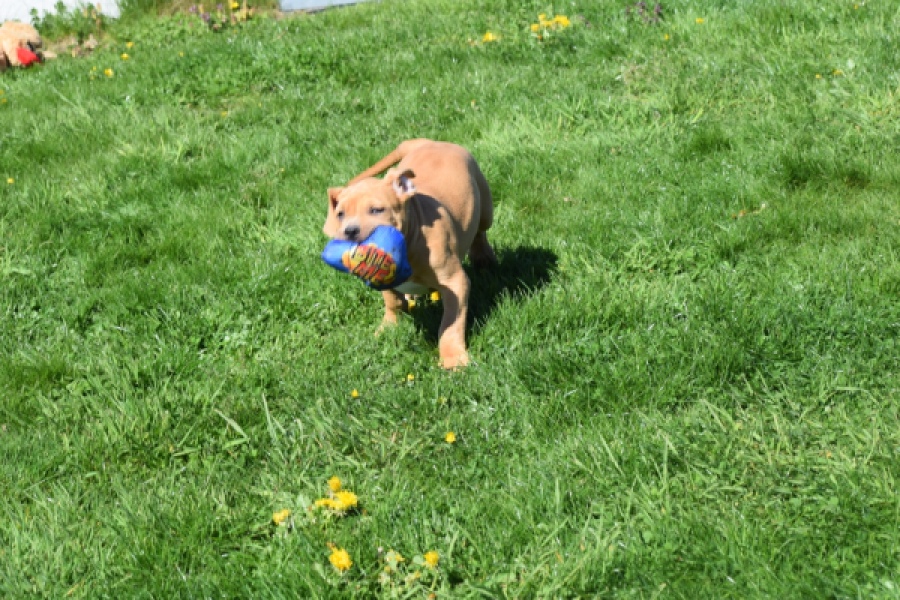 American Bully (reu) 63082