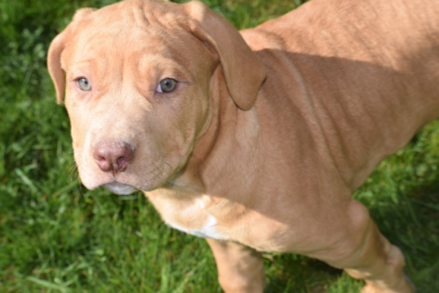 American Bully (reu) 62974