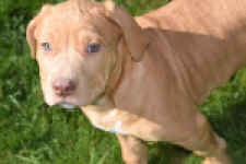 American Bully (reu) 62974
