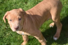American Bully (reu) 62974