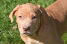 American Bully (reu) 62974