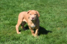 American Bully (reu) 62974