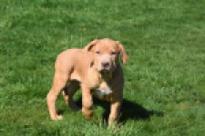 American Bully (reu) 62974