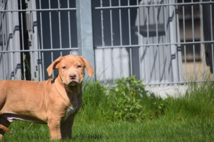 American Bully (reu) 62974