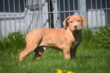 American Bully (reu) 62974