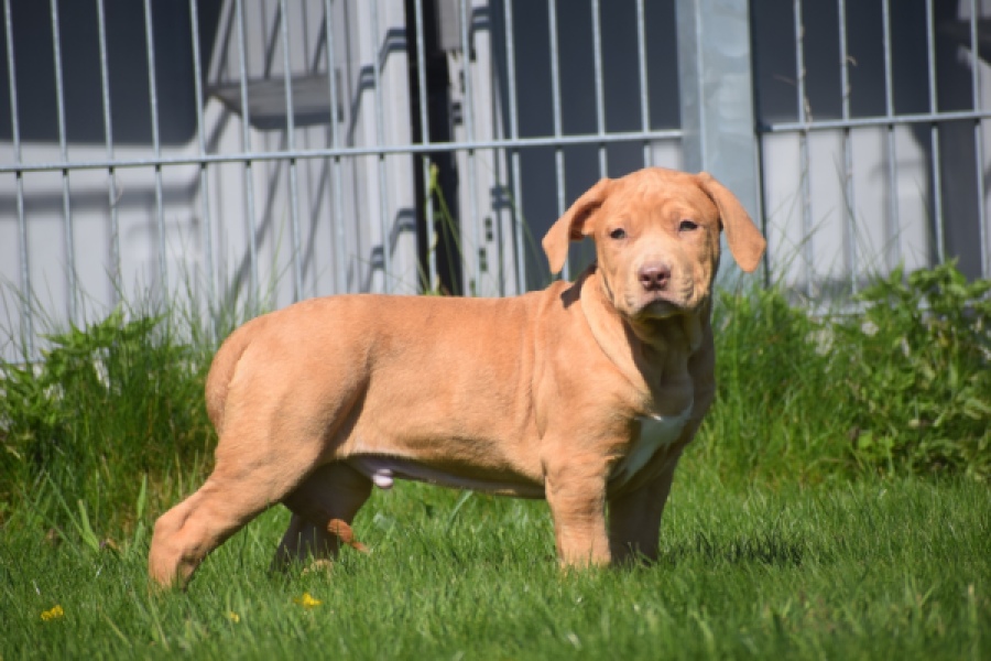 American Bully (reu) 62974