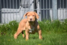American Bully (reu) 62974