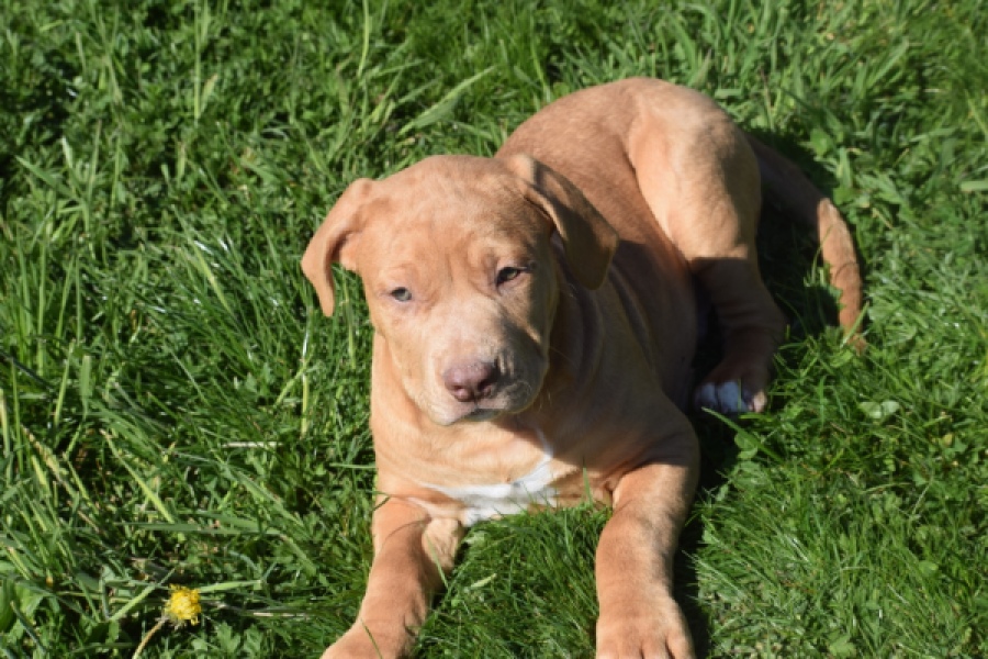 American Bully (reu) 62974