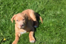 American Bully (reu) 62974