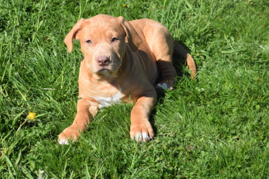American Bully (reu) 62974