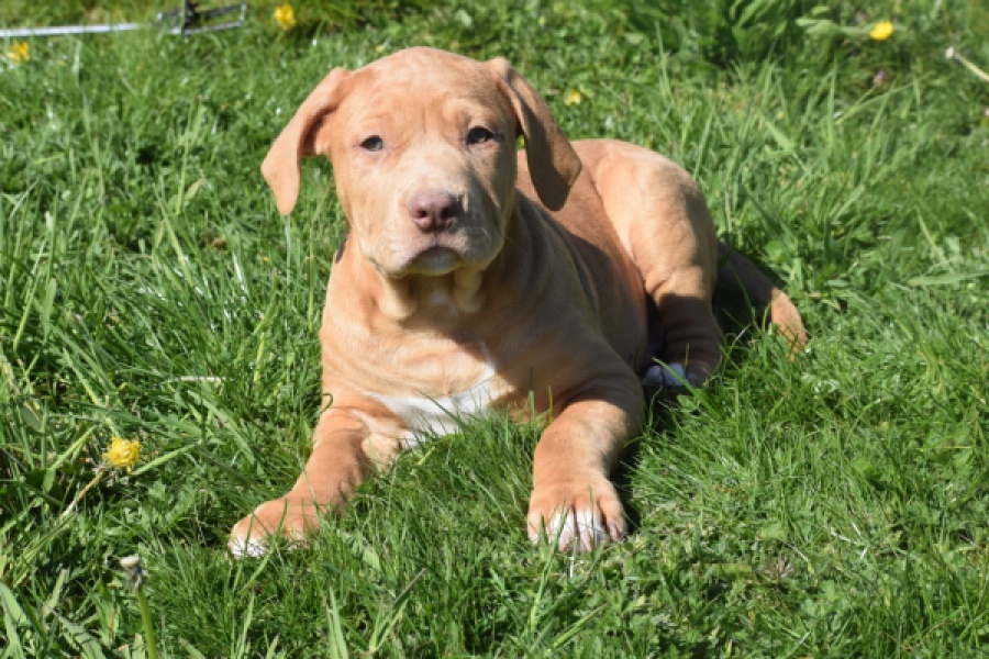American Bully (reu) 62974