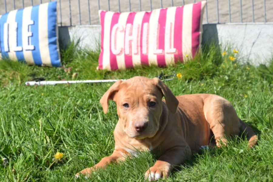 American Bully (reu) 62974