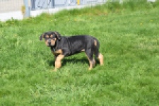 American Bully (teef) 63054