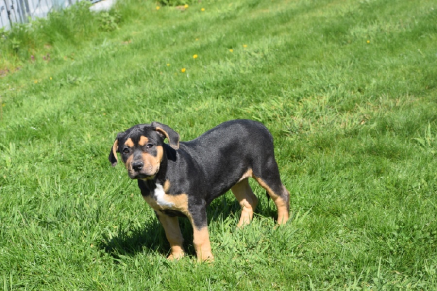American Bully (teef) 63054