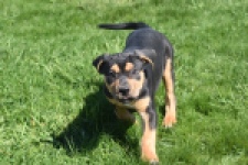 American Bully (teef) 63054