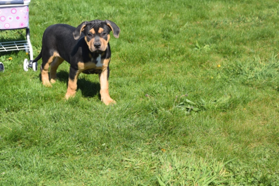 American Bully (teef) 63054