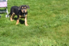 American Bully (teef) 63054