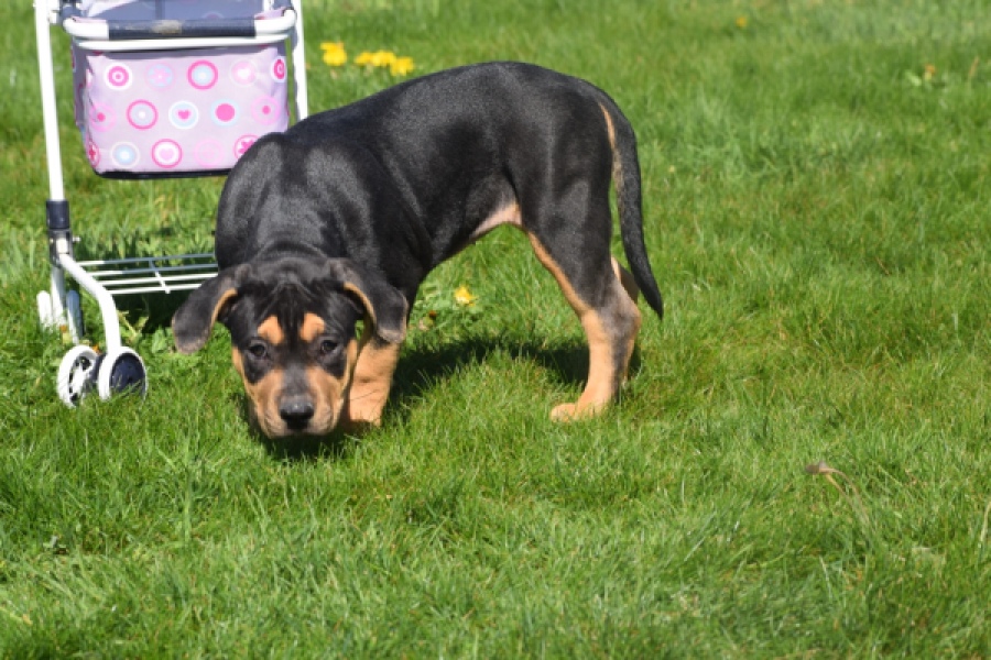 American Bully (teef) 63054