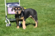 American Bully (teef) 63054