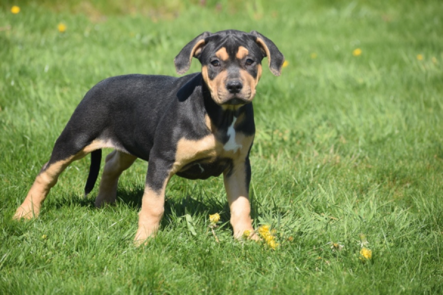 American Bully (teef) 63054