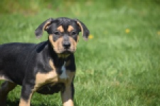 American Bully (teef) 63054