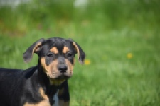 American Bully (teef) 63054