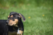 American Bully (teef) 63054