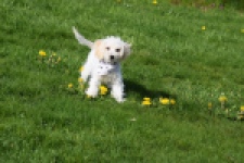 Maltipoo (teef) 30791