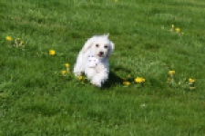 Maltipoo (teef) 30791