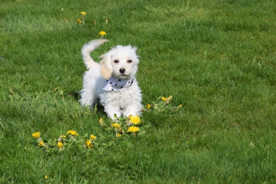 Maltipoo (teef) 30791