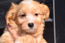 Maltipoo (reu) 98421