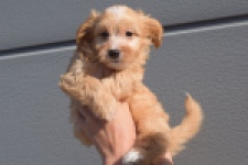 Maltipoo (reu) 98421