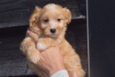 Maltipoo (reu) 98421