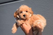 Maltipoo (reu) 82827