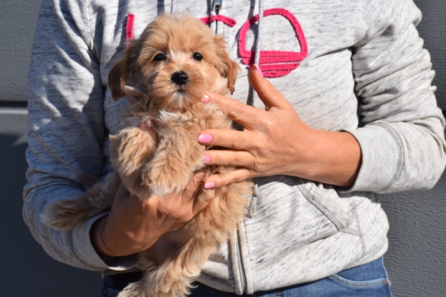 Maltipoo (reu) 82827