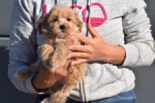 Maltipoo (reu) 82827