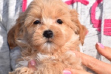 Maltipoo (reu) 82827