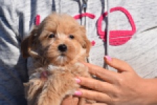 Maltipoo (reu) 82827