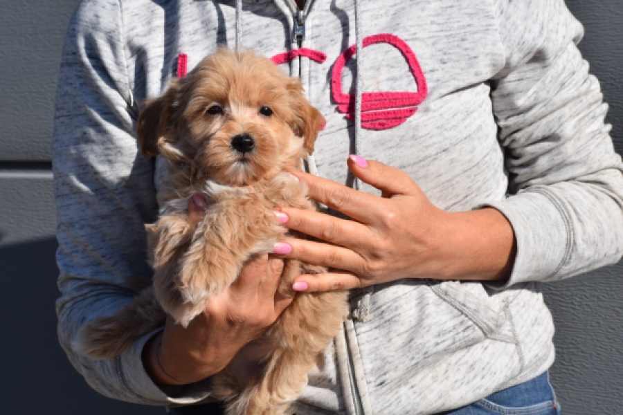 Maltipoo (reu) 82827