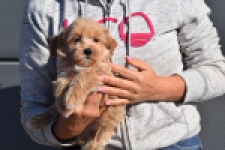 Maltipoo (reu) 82827