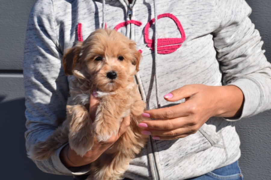 Maltipoo (reu) 82827