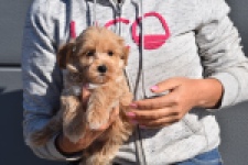 Maltipoo (reu) 82827
