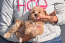 Maltipoo (reu) 82827