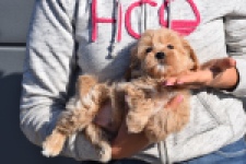Maltipoo (reu) 82827
