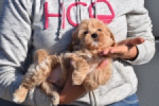 Maltipoo (reu) 82827