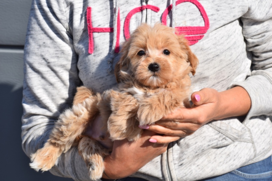 Maltipoo (reu) 82827