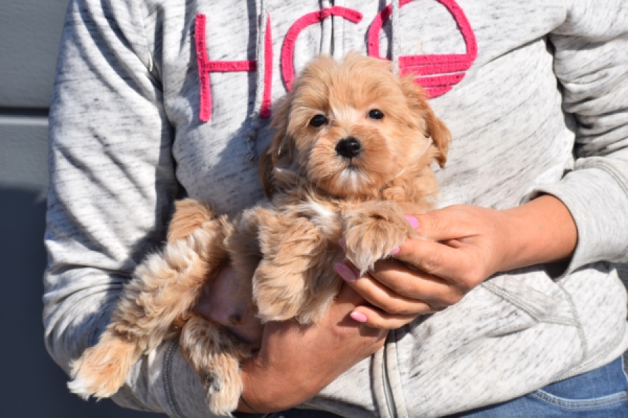 Maltipoo (reu) 82827