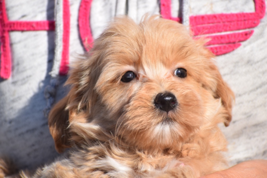 Maltipoo (reu) 82827