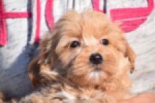 Maltipoo (reu) 82827