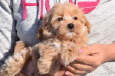 Maltipoo (reu) 82827